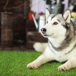 Pet Freindly Grass Mats