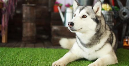 Pet Freindly Grass Mats