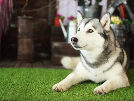 Pet Freindly Grass Mats