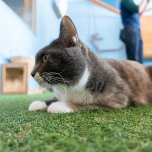 Outdoor Grass Mat For Pets