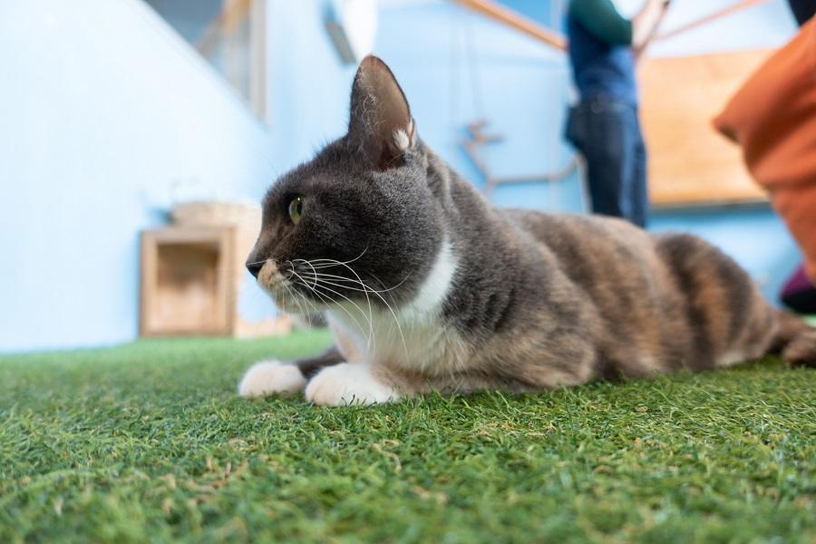 Outdoor Grass Mat For Pets